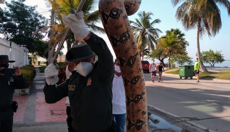 En playas de castillogrande policía metropolitana rescata gigantesca boa constrictor