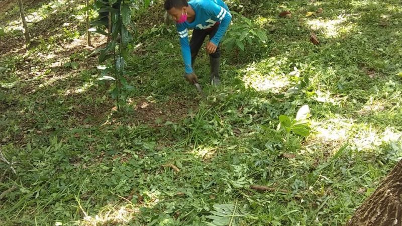 Reforestación de 200 hectáreas para establecimiento de bancos de leña en Montes de María, inició Cardique.