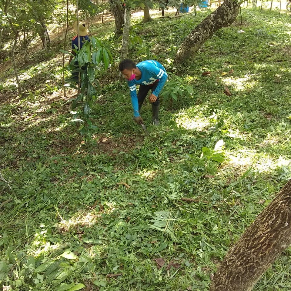 Reforestación de 200 hectáreas para establecimiento de bancos de leña en Montes de María, inició Cardique.