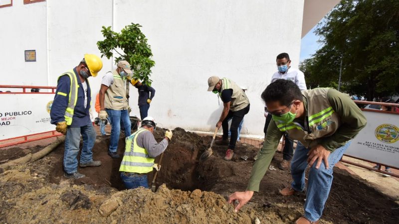 Reemplazado el viejo árbol de caucho, desde este jueves vuelve la sombra del popular «palito e caucho»