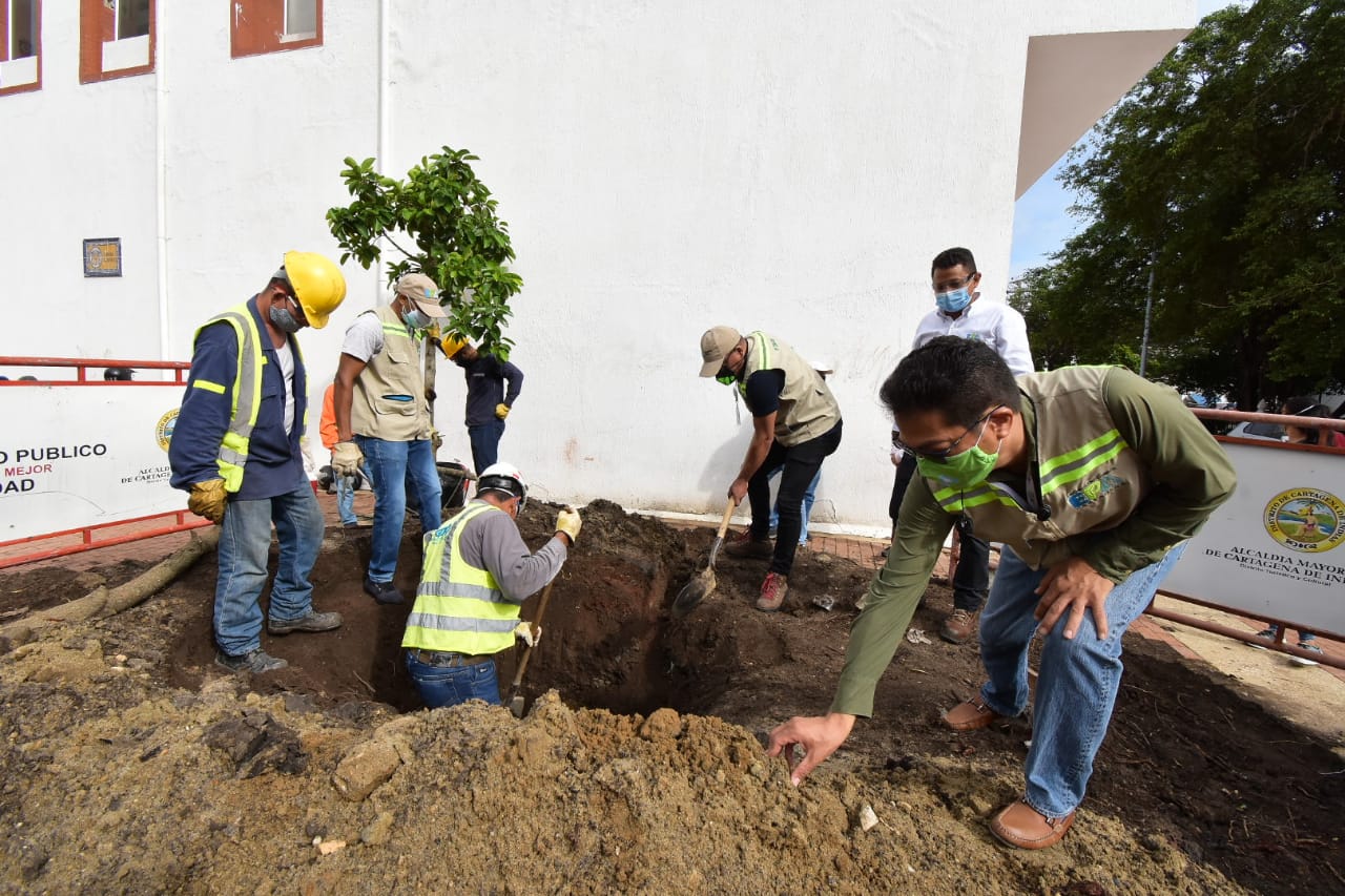 Reemplazado el viejo árbol de caucho, desde este jueves vuelve la sombra del popular «palito e caucho»