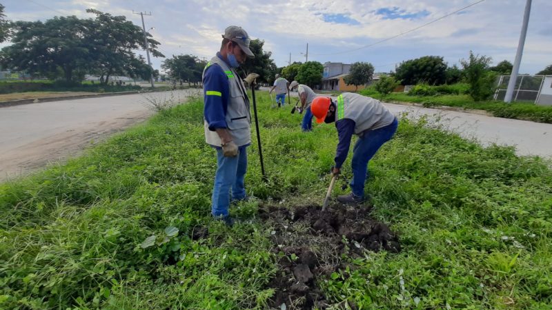Epa Cartagena y Ecopetrol Jornada masiva de siembra de árboles en Ciudad del Bicentenario. Serán cuidados por la JAC con el respaldo de la Fundación Santo Domingo.