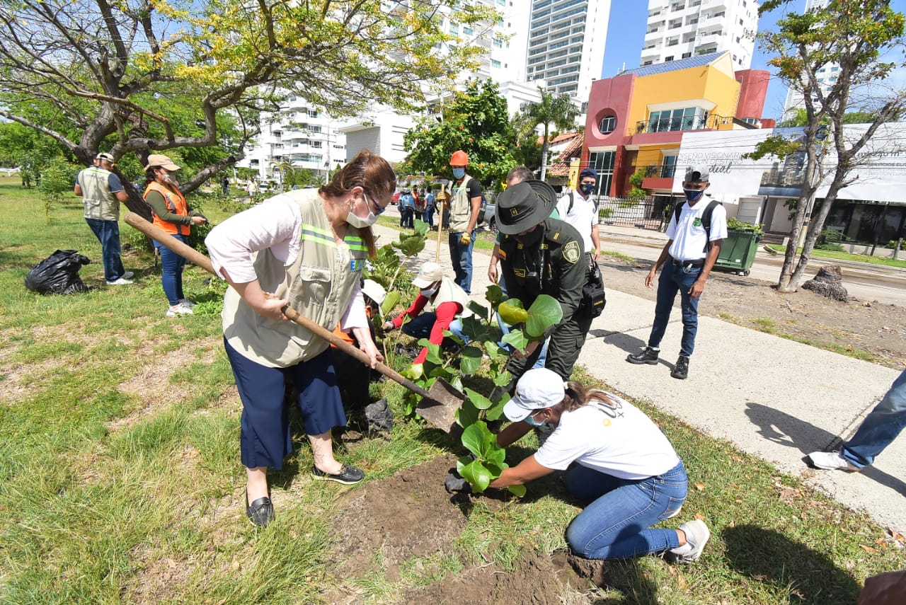 300 nuevos árboles se siembran en Cartagena,en desarrollo de la campaña «Distrito verde»