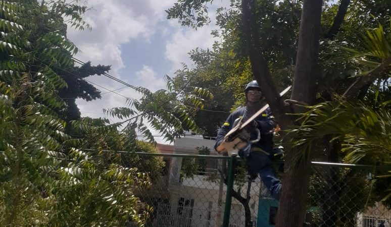 Para prevenir hechos que lamentar,EPA interviene 53 árboles en riesgo en diferentes zonas de cartagena.