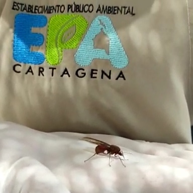 Hormigas voladoras no son un peligro para la población: EPA