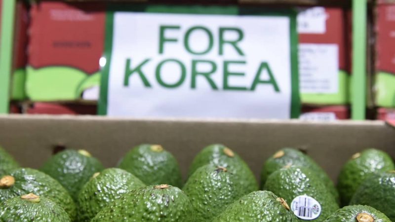 18 toneladas de aguacates colombianos fueron exportados por el Grupo Puerto de Cartagena a Corea del Sur.