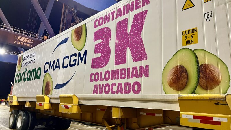 Desde la terminal de Contecar llegarán al Puerto de Róterdam 3.000 contenedores de aguacates Hass.