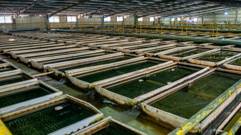 Debido a fallas en los procesos operativos de las plantas de potabilización, El Bosque, Aguas de Cartagena restringe desde esta noche, la distribución del preciado líquido en un sector de la ciudad.