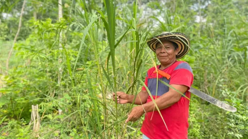 Con una inversión superior a los 1.700 millones de pesos, familias indígenas en Sucre mejoran sus cultivos de caña flecha