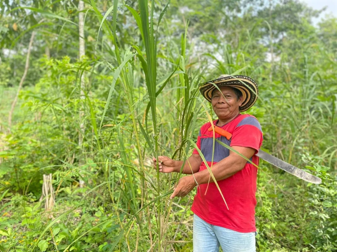 Con una inversión superior a los 1.700 millones de pesos, familias indígenas en Sucre mejoran sus cultivos de caña flecha