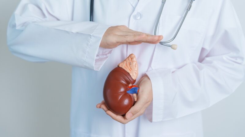 En 2023 se realizaron 712 trasplantes de riñones, organismo clave para limpiar el cuerpo.