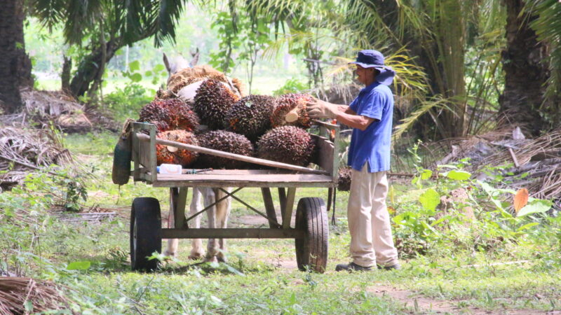 1,05 millones de toneladas de aceite de palma se produjeron en el primer trimestre de 2025 en Colombia según Farm2Bar.