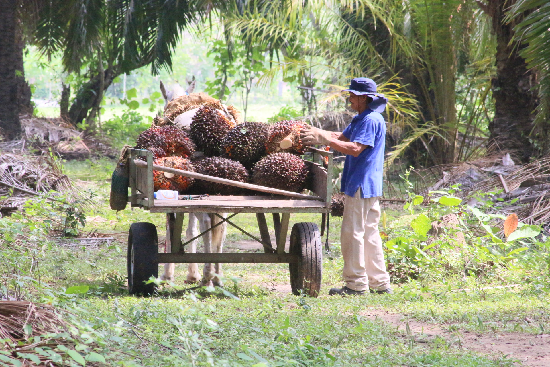 1,05 millones de toneladas de aceite de palma se produjeron en el primer trimestre de 2025 en Colombia según Farm2Bar.