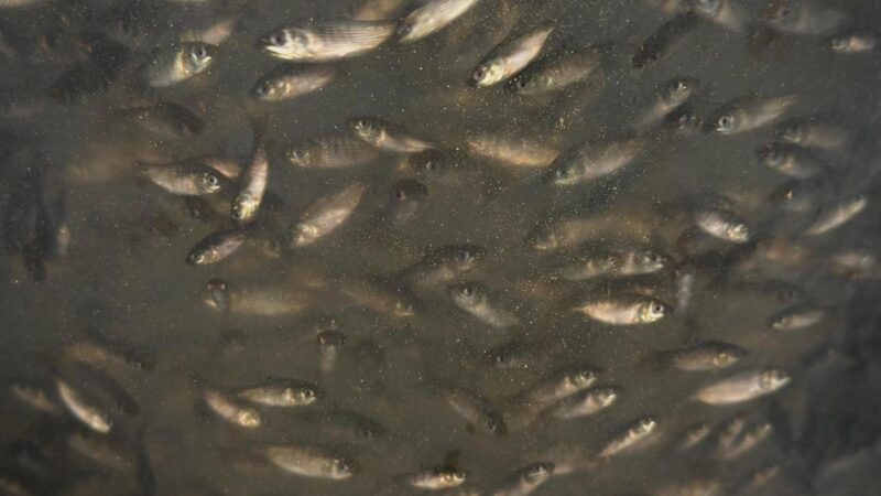 500 mil nuevos peces sembrados en Arjona y Mahates,. impulsa el Gobernador de Bolívar Yamil Arana.